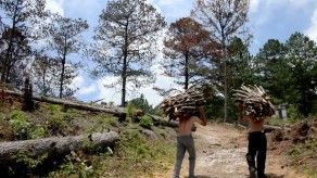 Tala masiva en reserva de Honduras por plaga