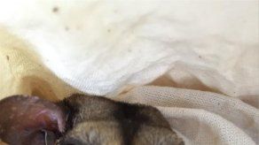 Hallan un nuevo miembro de la familia de los petáuridos en Australia