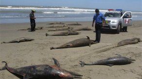 Perú: Causas de muerte de 877 cetáceos aún son un misterio