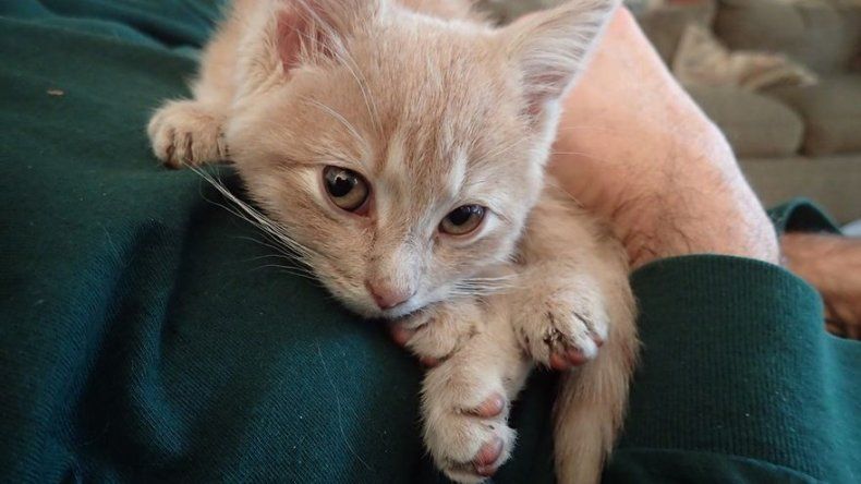 Gatita que casi muere de frío encuentra un hogar