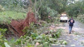 Unos 15 árboles se caen en Las Yayas en La Chorrera por fuertes vientos