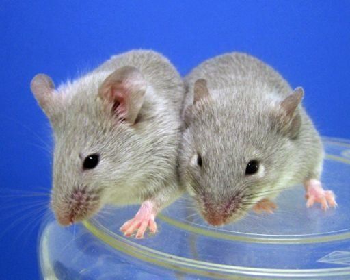 Diseñan anticuerpo que demostró eficacia contra el Alzheimer en ratones