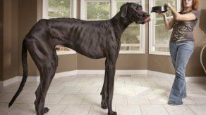 Toro más bajo y el perro más alto del mundo