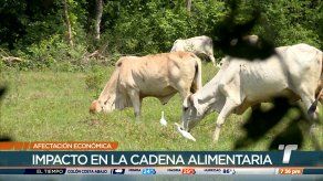 Sector lechero reporta pérdidas por B/.10 millones