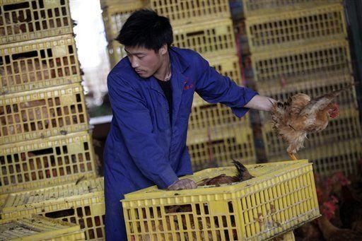 Detectado nuevo brote de gripe aviar en una granja de gallinas de Italia