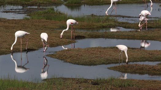Aproximadamente 10% de las más de 2.000 especies de aves en África, incluyendo decenas de aves migratorias, están amenazadas.