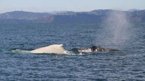 Avistan en Nueva Zelanda un raro ejemplar de ballena albina