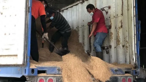 Arroz en Panamá: ¿Podría subir su precio? Arroz en Panamá: ¿Podría subir su precio?