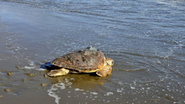 Liberan en México tortugas marinas con rastreadores satelitales para estudio