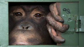 Las autoridades de Tailandia dijeron que están enfocando su atención en evitar crisis futuras vinculadas a la propagación de enfermedades transmitidas de animales a los humanos.