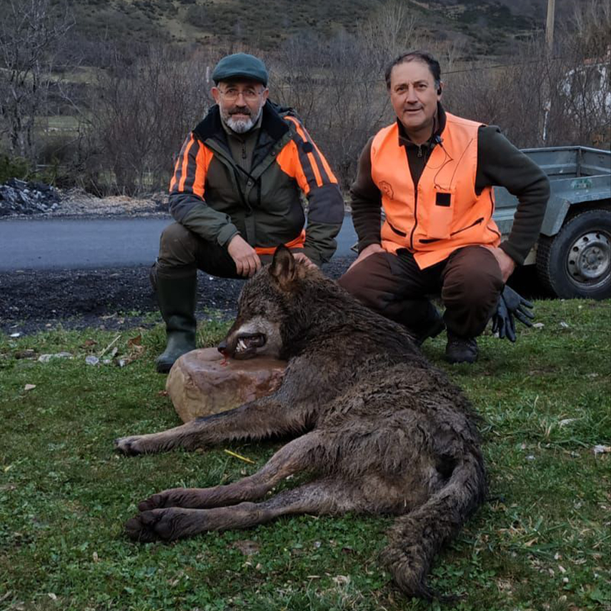 Caza de Lobos en Suecia. 