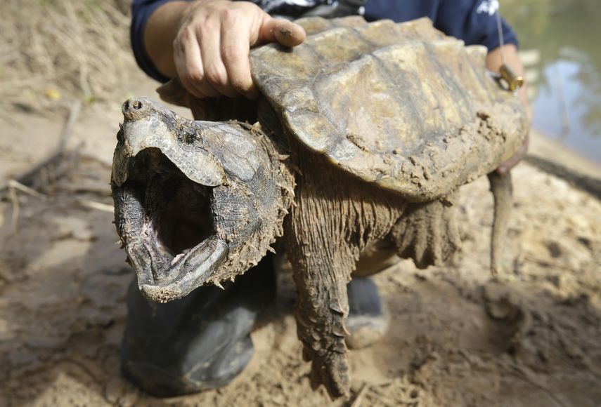 Tortuga Caimán.