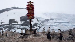 Turismo antártico: Prepárese para lo inesperado y lo exótico