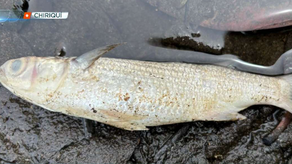 Contaminación ambiental en el manglar de Alanje Contaminación ambiental en el manglar de Alanje