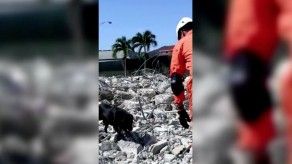 Sinaproc realiza pruebas en busca de perros rescatistas