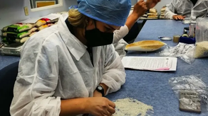 Metrología de la calidad del grano de arroz.