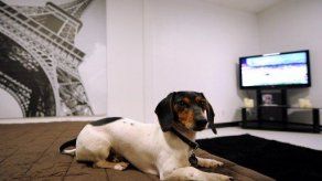 Un hotel de lujo para perros abre sus puertas en Nueva York