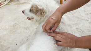 ¿Cómo eliminar las pulgas y garrapatas de tu mascota?