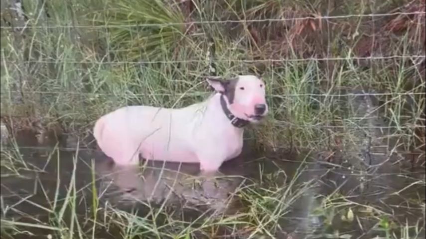 Perro atado a un poste en medio de inundaciones