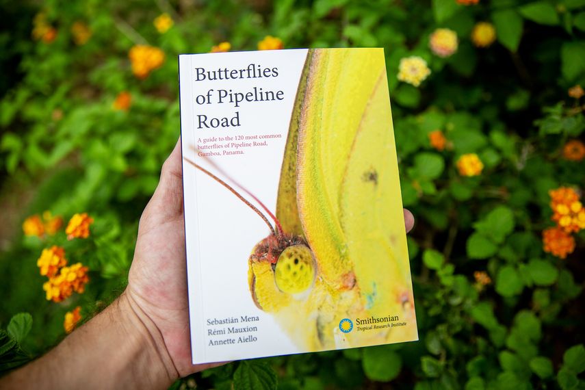 Libro Butterflies of Pipeline Road. Libro Butterflies of Pipeline Road.