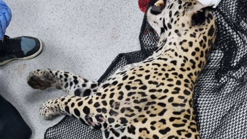 MiAmbiente confirma muerte de jaguar atropellado en la autopista Panamá–Colón.