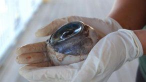 Florida: Ojo gigante encontrado en playa puede ser de pez espada