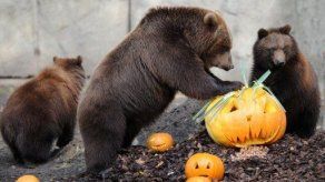 Celebraciones de Halloween 2011