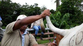 Refuerzan plan de contingencia para prevenir y erradicar brucelosis bovina en Chiriquí