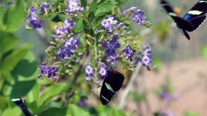 Inauguran Mariposario Metropolitano con muestra de más de 30 especies nativas