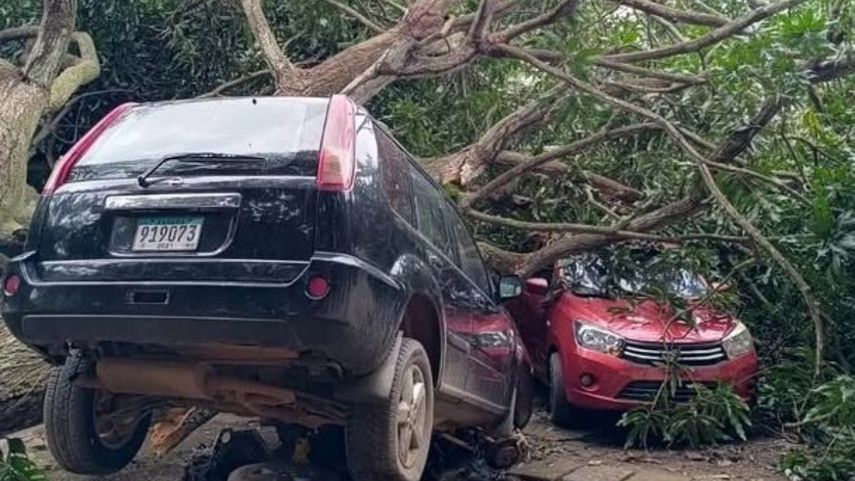 Árbol cae sobre varios vehículos en el distrito de Aguadulce