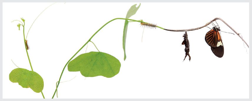 Ciclo de vida de la mariposa Heliconius erato, mostrando sus fases de huevo, oruga, pupa y adulto. Ciclo de vida de la mariposa Heliconius erato, mostrando sus fases de huevo, oruga, pupa y adulto.