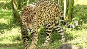 Jaguares, especie amenazada