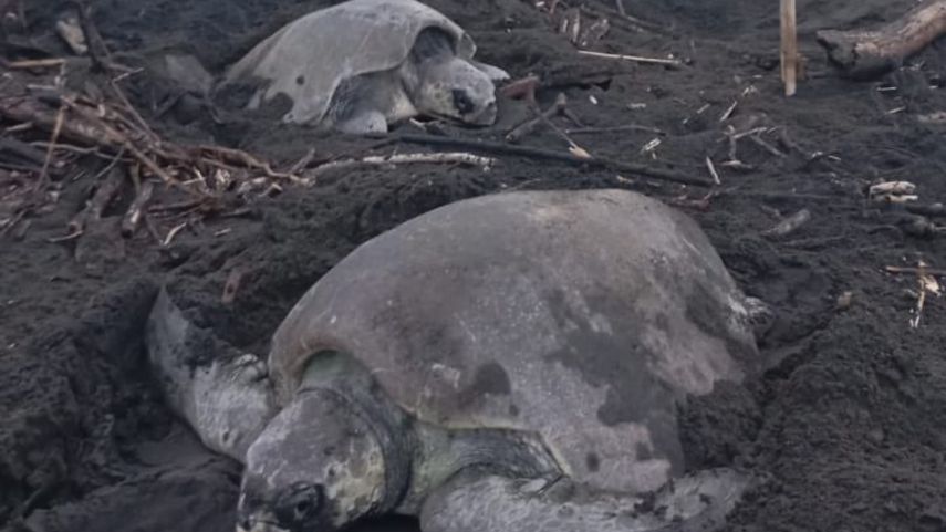 MiAmbiente resalta la importancia de conservar playas&nbsp;