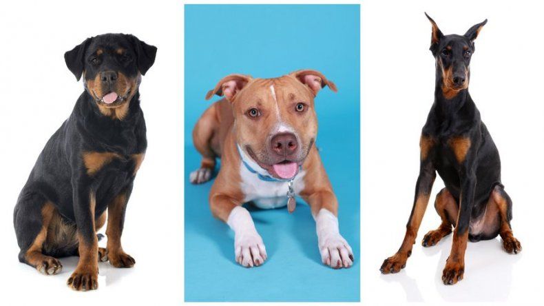 Perros de “razas peligrosas” deberán llevar chips o tatuajes, según proyecto