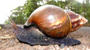 Las denuncias hechas al MIDA llegaron desde la provincia de Chiriquí.