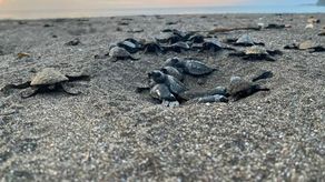 Neonatos de tortuga marina. Neonatos de tortuga marina.