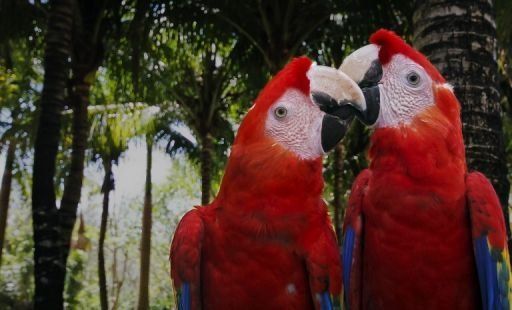 Récord Guinness: parque ecológico mexicano reproduce 132 guacamayas