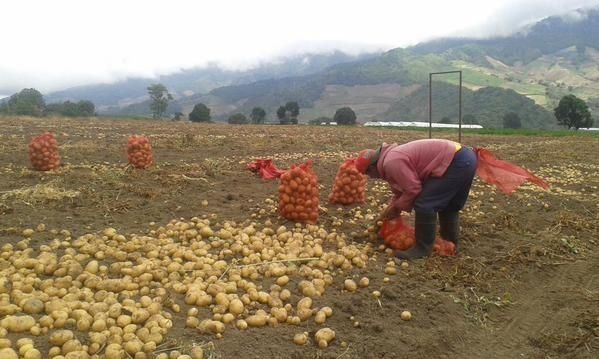 Todo listo para el primer Debate Presidencial Agropecuario en Chiriquí