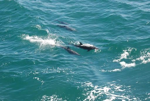 Con el inicio de septiembre, arranca el Mes de los Oceános