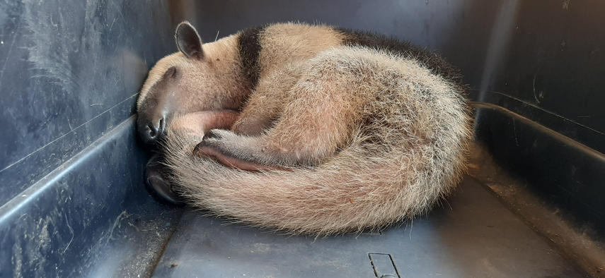 Oso hormiguero