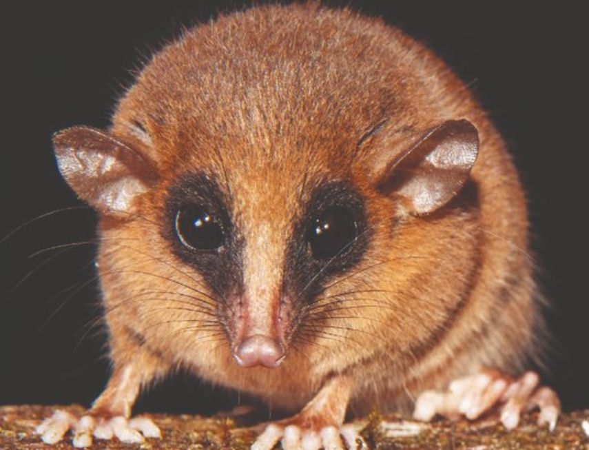 Descubren nueva especie de marsupial.