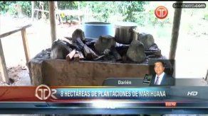 Descubren ocho hectáreas de plantaciones de coca en Darién
