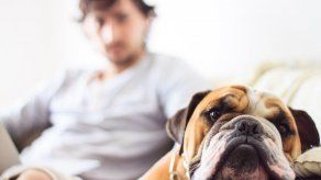 La domesticación de los perros empezó hace más de 27.000 años