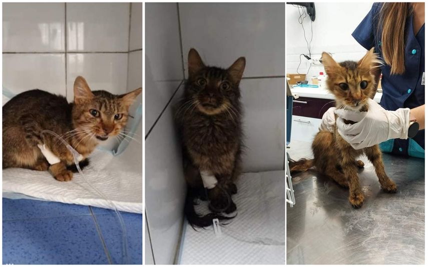 La sobrina del jubilado pidió la ayuda de las asociaciones tras descubrir los animales.