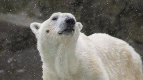 Sacrifican al oso polar de zoológico de NY por falla renal