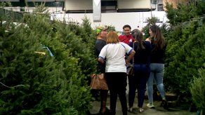 Panameños ya comienzan a comprar sus arbolitos de Navidad