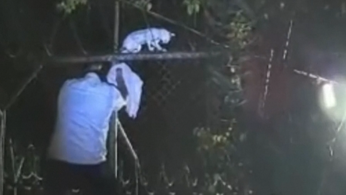 Atrapan a gato usado para ingresar droga a una cárcel de Costa Rica.