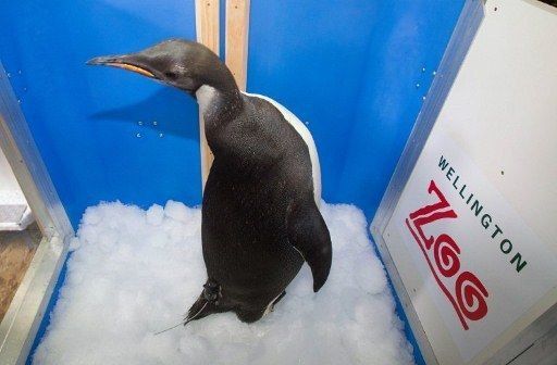 Pingüinos emperador en Antártida son más del doble de lo estimado