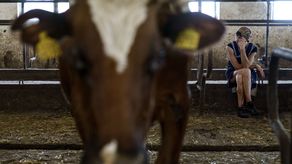 Solamente quedan alrededor de 200 cabezas de ganado de las casi 1.300 que se había en la granja.