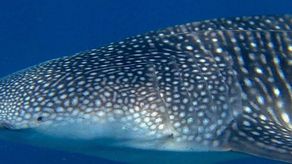 Tiburones ballena llegan a Panamá.